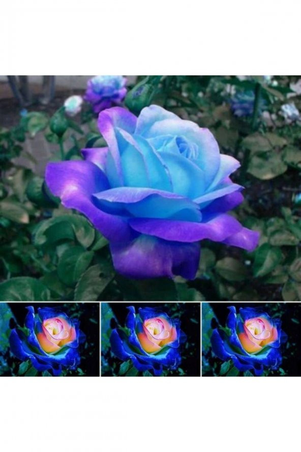 Tohum Dünyam 5 Adet Night Blue Gül Tohumu ürün görseli 1
