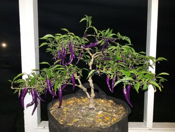 Tohum Dünyam 20 Adet Buena Mulata Purple Hot Biber Tohumu ürün görseli 1
