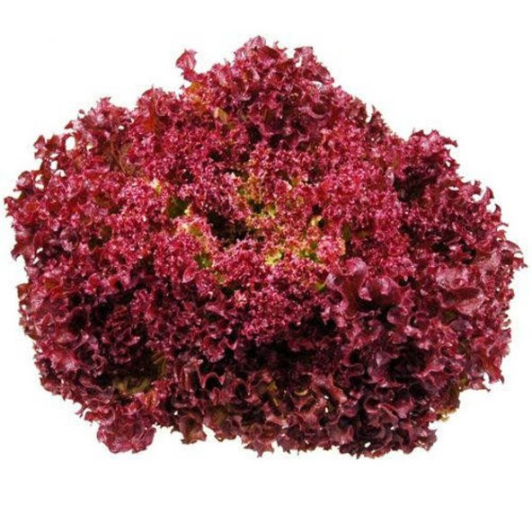 Tohum Dünyam 100 Adet Lettuce (Marul) Lollo Rosso Dark Red Tohumu ürün görseli 1