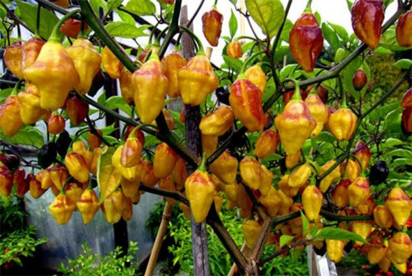 Tohum Dünyam 10 Adet Rare Bolivian Bumpy Biber Tohumu ürün görseli 1