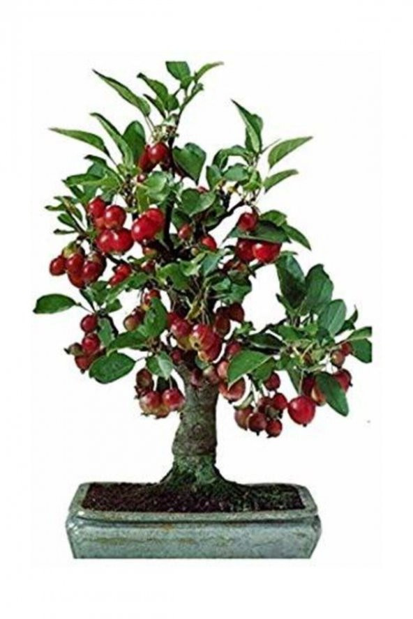 Tohum Dünyam 10 Adet Tohum Bodur Bonsai Kiraz Ağacı Bonzai Tohumu Saksı Toprak Hediyemizdir ürün görseli 1
