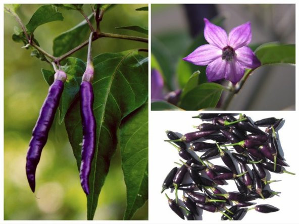 Tohum Dünyam 20 Adet Organic Purple Cayenne Biber Tohumu ürün görseli 1