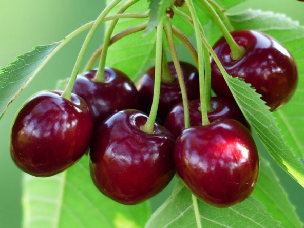 Tohum Dünyam 10 Adet Black Cherry (Kiraz) Tree Tohumu ürün görseli 1