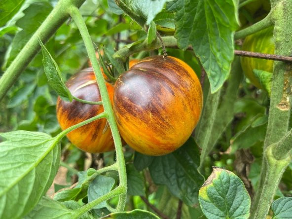 Tohum Dünyam 10 Adet Dream Heirloom Domates Tohumu ürün görseli 1