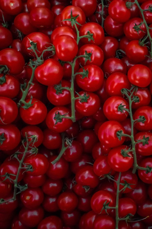 Tohum Dünyam 100 Adet Large Red Cherry Domates Tohumu ürün görseli 1