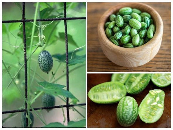 Tohum Dünyam 10 Adet Cucamelon Vine Tohumu ürün görseli 1