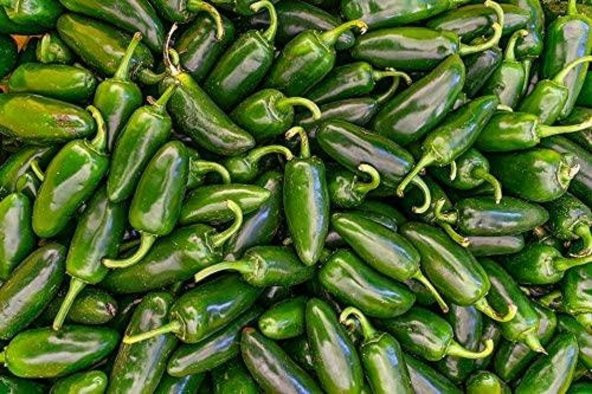 Tohum Dünyam 20 Adet Early Jalapeno Biber Tohumu ürün görseli 1