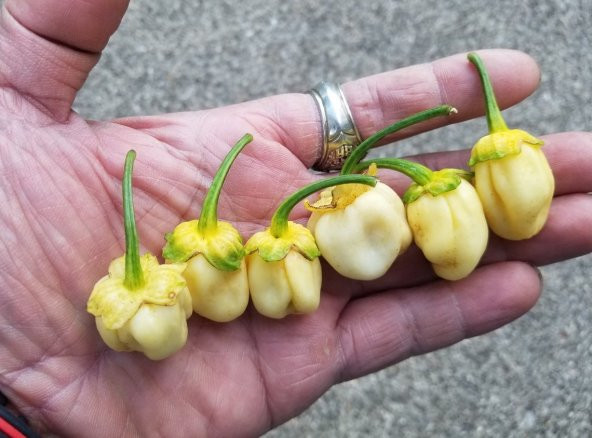 Tohum Dünyam 20 Adet White Biber Tohumu ürün görseli 1