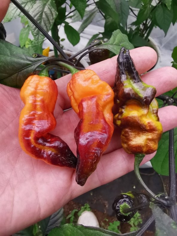 Tohum Dünyam 20 Adet Black Phantom Orange Black Biber Tohumu ürün görseli 1