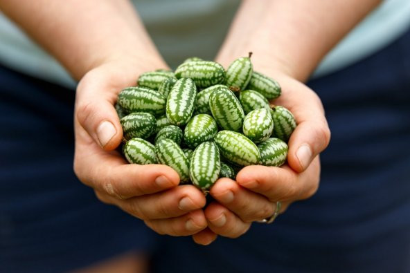 Tohum Dünyam 10 Adet Cüce Cucamelon (Salatalık) Tohumu ürün görseli 1