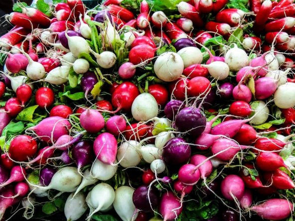 Tohum Dünyam 100 Adet Mix Gökkuşağı Rengi Turp Tohumu ürün görseli 1