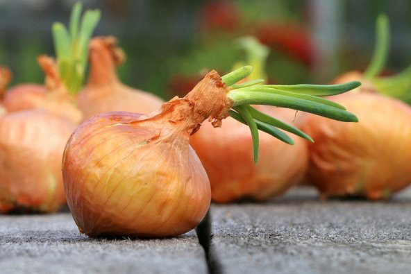 Tohum Dünyam 100 Adet Organic Vidalia Sweet Soğan Tohumu ürün görseli 1
