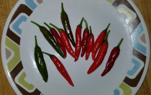 Tohum Dünyam 20 Adet Chile De Espelette Biber Tohumu ürün görseli 1