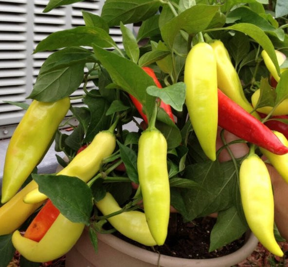Tohum Dünyam 20 Adet Sweet Banana Biber Tohumu ürün görseli 1