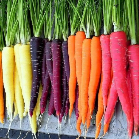 Tohum Dünyam 100 Adet Five Color Rainbow Havuç Tohumu ürün görseli 1