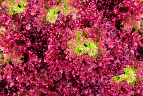 Tohum Dünyam 100 Adet Organic Ruby Red Leaf Marul Tohumu ürün görseli 1