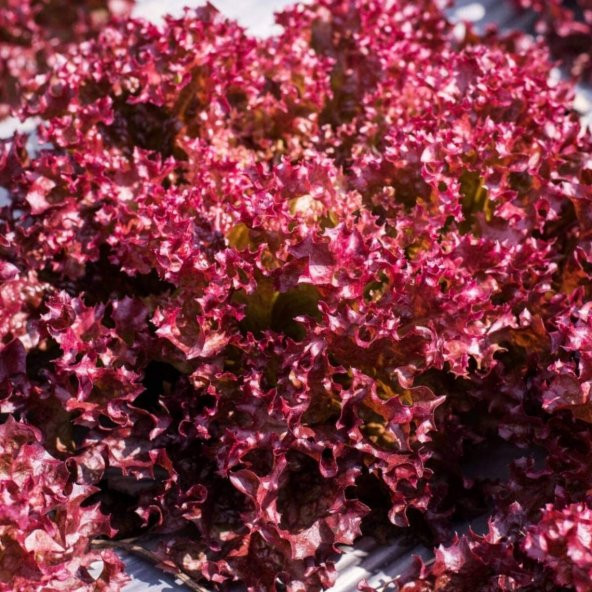 Tohum Dünyam 100 Adet Organic Ruby Red Leaf Marul Tohumu - Resim 2