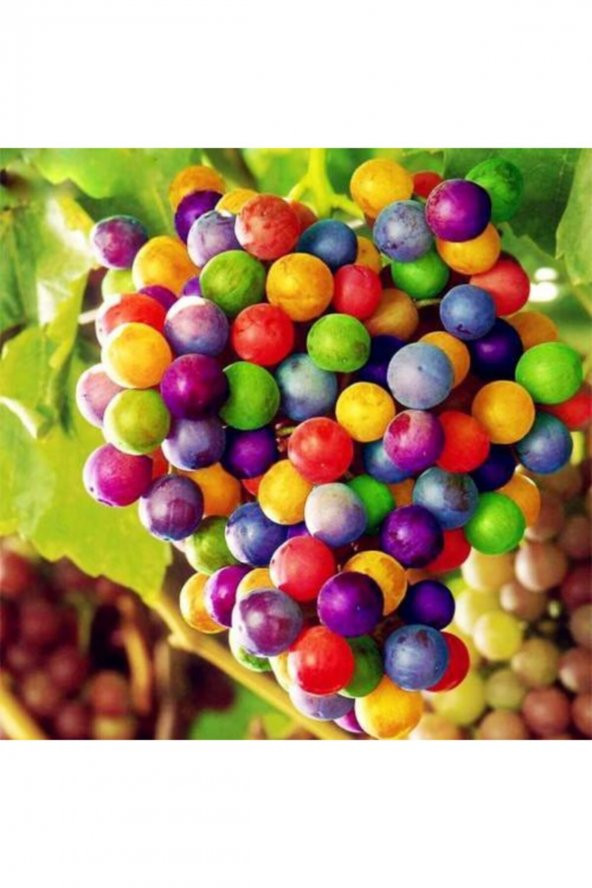 Tohum Dünyam 5 Adet Rainbow Üzüm Tohumu ürün görseli 1