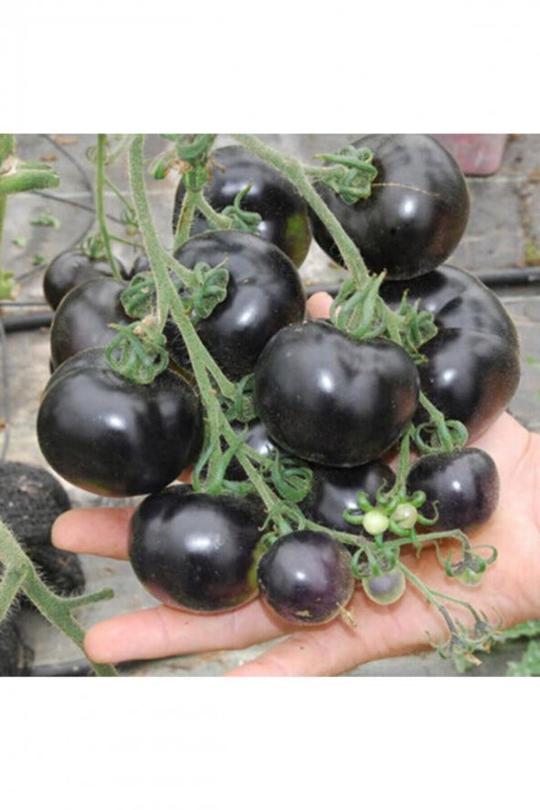 Tohum Dünyam Farmlife Siyah Domates Tohumu ürün görseli 1