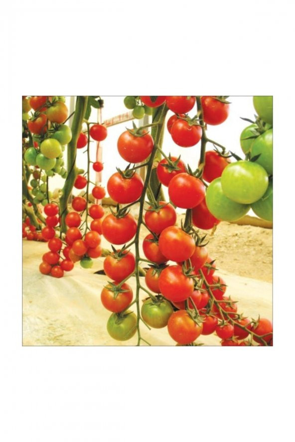 Tohum Dünyam Agrobazaar Sarkan Cherry Domates + 50 Tohum + (Saksı Toprak Seti ) ürün görseli 1