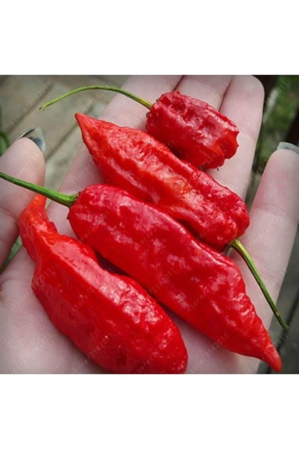 Tohum Dünyam 20 Adet Kırmızı Bhut Jolokia Biber Tohumu ürün görseli 1