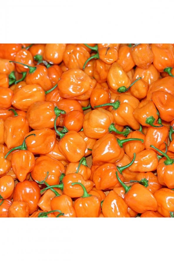 Tohum Dünyam 20 Adet Turuncu Habanero Acı Biber Tohumu ürün görseli 1