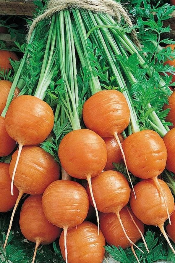 Tohum Dünyam Yerli Topak Havuç Tohumu / 40 Adet Havuç Tohumu ürün görseli 1