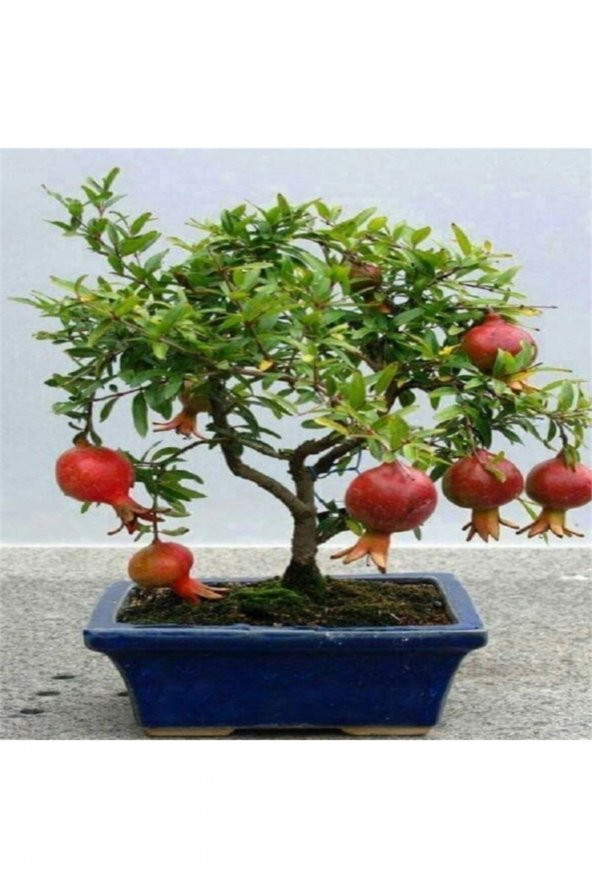 Tohum Dünyam Nadir Ithal Bodur Nar Bonzai Ağacı Tohumu 10 Tohum Bonsai Tohumu ürün görseli 1