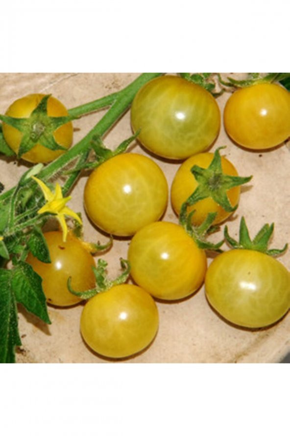 Tohum Dünyam 20 Adet White Currant Domates Tohumu ürün görseli 1