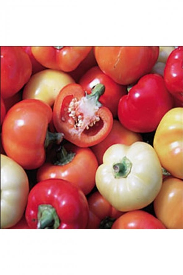 Tohum Dünyam 20 Adet Paprika Çok Renkli Biber Tohumu ürün görseli 1