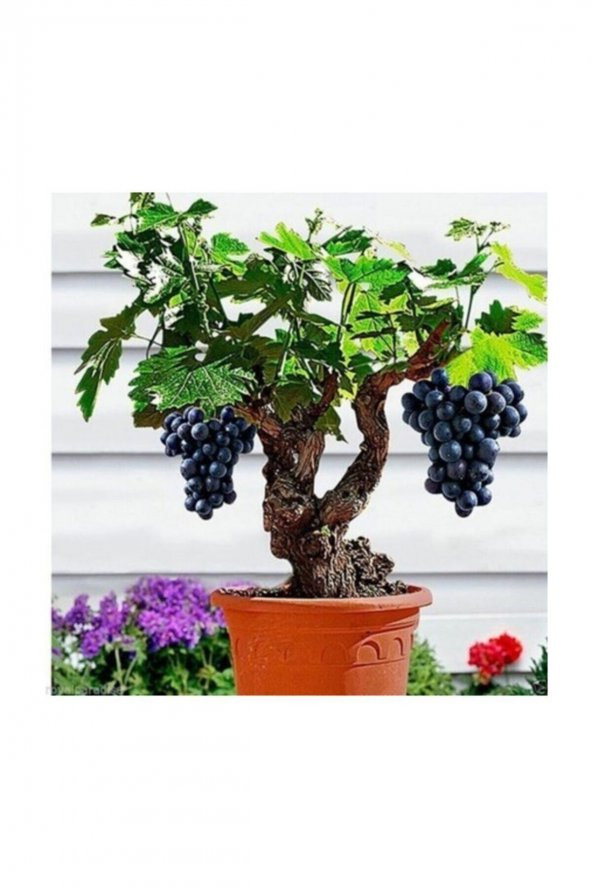 Tohum Dünyam Bodur Siyah Üzüm Bonzai Ağacı Tohumu 5 Adet Bonsai Ağacı Tohumu ürün görseli 1