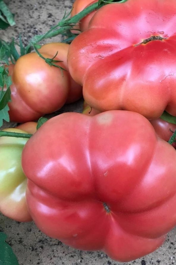 Tohum Dünyam Organik Pembe Domates Tohumu / 5+ Adet Tohum ürün görseli 1