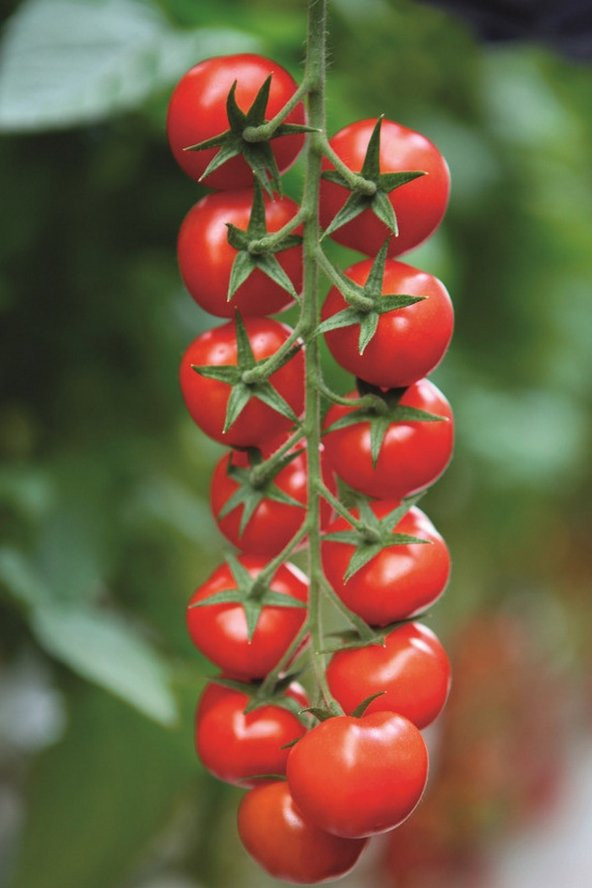 Tohum Dünyam Salkım Cherry Domates Tohumu / 5+ Adet Tohum ürün görseli 1