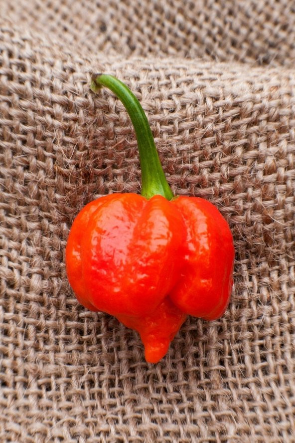 Tohum Dünyam Dünyanın En Acısı Trinidad Scorpion Biber Tohumu / 10 Adet Tohum ürün görseli 1
