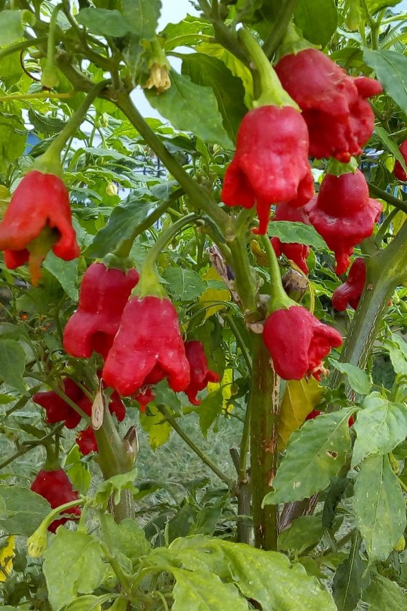 Tohum Dünyam Hafif Acı Gül Biberi Starfish Pepper Tohumu / 5+ Adet Tohum ürün görseli 1