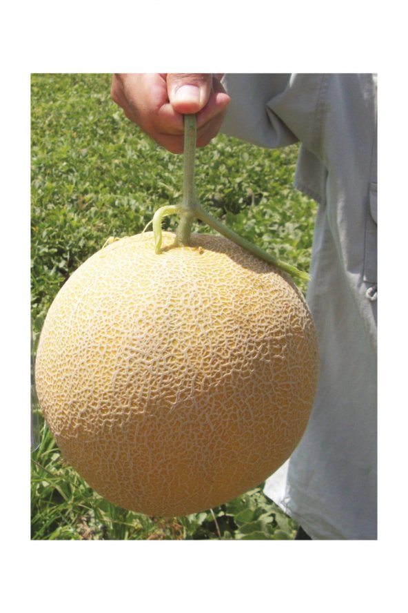 Tohum Dünyam Ananas Kavun Tohumu 15 Adet Tohum Bal Kavun ürün görseli 1
