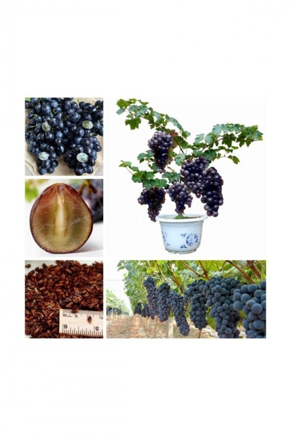 Tohum Dünyam Bodur Siyah Üzüm Bonzai Ağacı Tohumu 5 Adet Bonsai Ağacı Tohumu ürün görseli 1