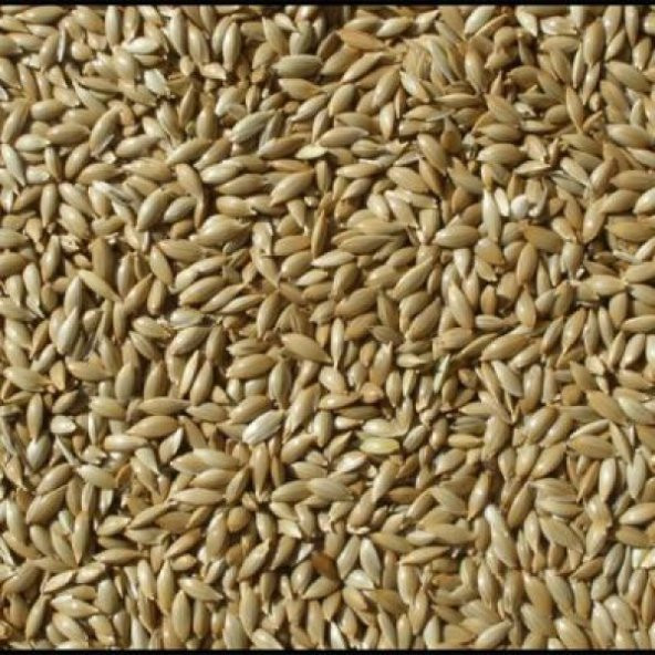 Kanarya Yemi Aspur Sade Açık Lüx 1 Kg ürün görseli 1
