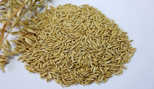 Yulaf Tohumu Kuş Yemi 250 Gr ürün görseli 1