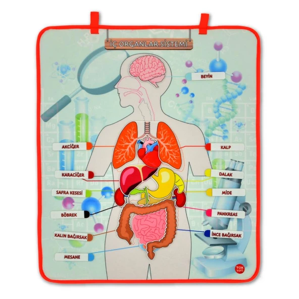 İç Organlar Sistemi Keçe Duvar Panosu , Eğitici Oyuncak ürün görseli 1