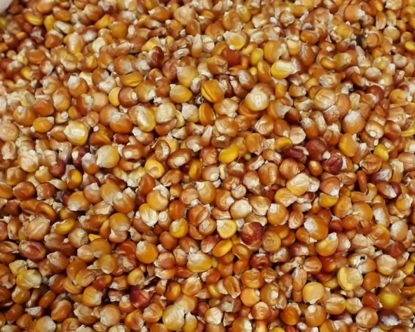 Yerli Ata Tohumu Kırmızı Tane Mısır 25 Gr ürün görseli 1