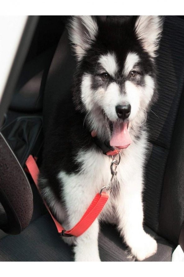 Araba Renkli Köpek Kedi Tasması Emniyet Kemeri Oto Evcil Hayvan Boyun Araç Tasması Kemeri ürün görseli 1