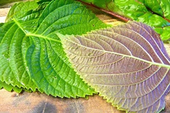 Perilla Yeşil Biftek Otu Tohumu (Shiso Green) ürün görseli 1