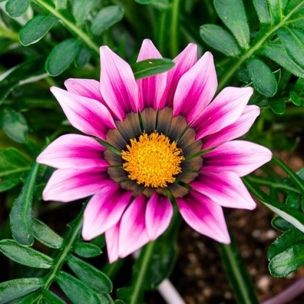 10 Adet Pembe Gazanya Çiçeği Tohumu + 10 Adet Gül Tohumu ürün görseli 1