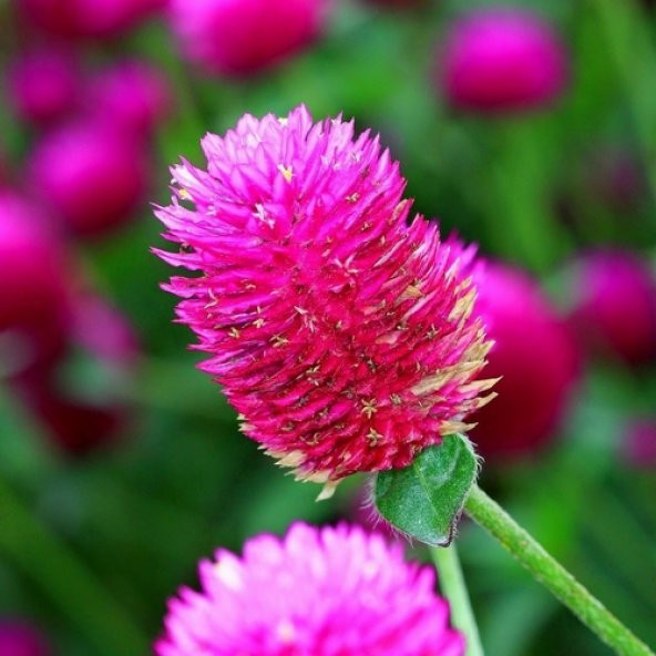 10 Adet Pembe R Medine Çiçeği Tohumu + 10 Adet Gül Tohumu ürün görseli 1
