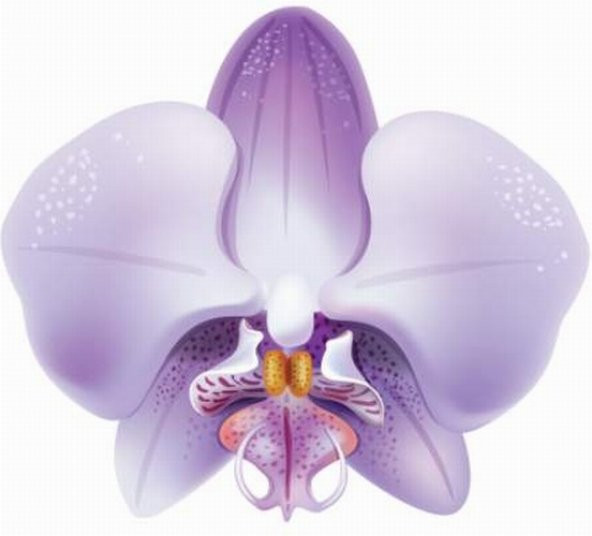 10 Adet Phalaenopsis Lila Orkide Tohumu + 10 Adet Tohum N11.7268 ürün görseli 1