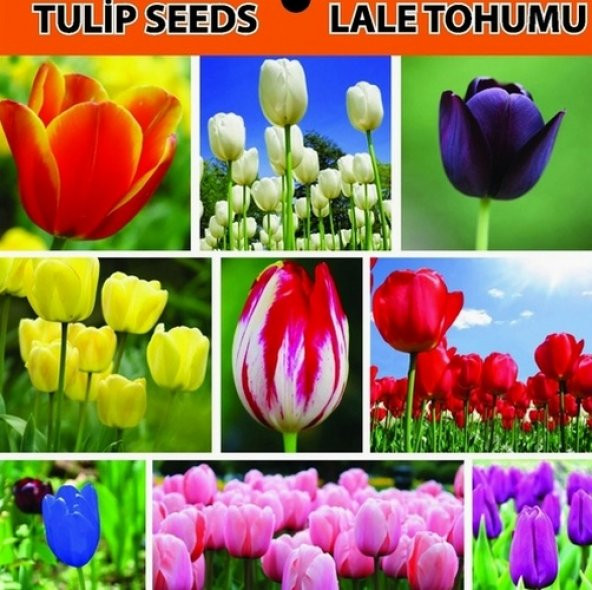 10 Adet Mor Beyaz Lale Tohumu + 10 Adet Gül Çiçek Tohumu ürün görseli 1