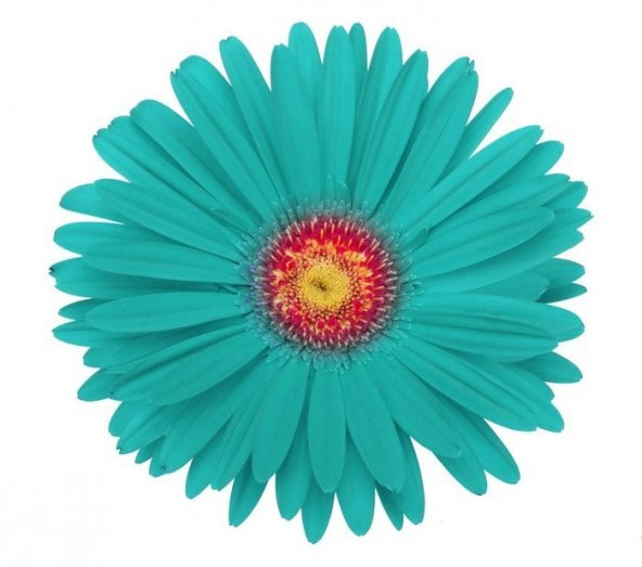 25 Adet Turkuaz Gerbera Çiçeği Tohum + 10 Adet Lale Tohumu ürün görseli 1