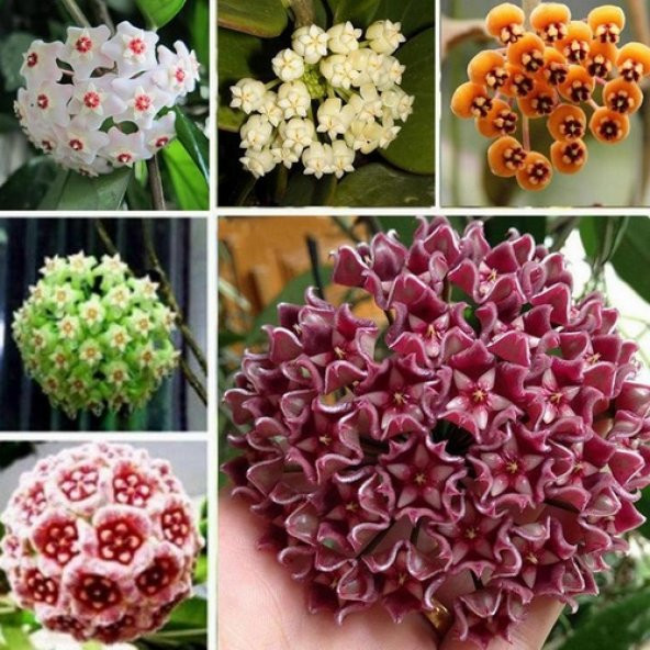 25 Adet Karışık Nadir Top Orkide Tohumu + 10 Adet Gül Tohu ürün görseli 1