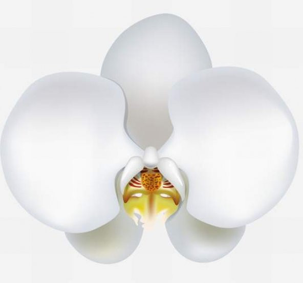 10 Adet Phalaenopsis Beyaz Orkide Tohumu 10Adet Gül Tohumu ürün görseli 1